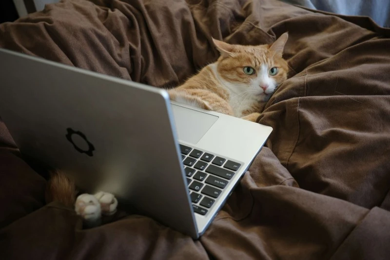 cat laying on bed with laptop
